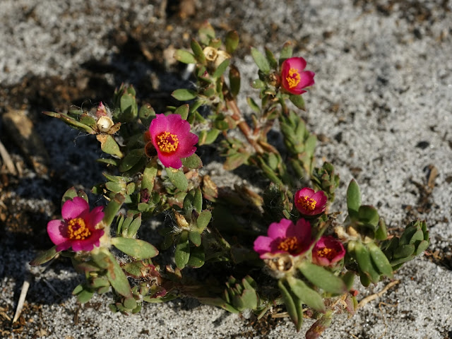 Portulaca amilis (purslane family)