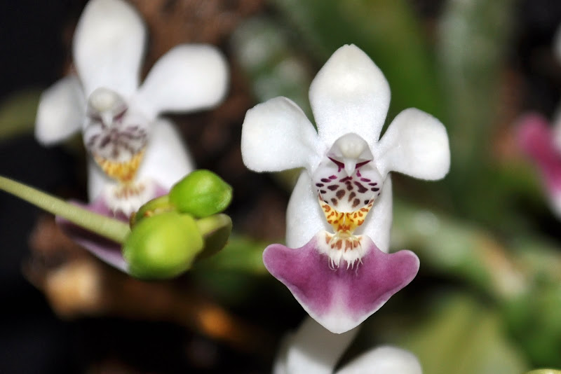 Phalaenopsis parishii  CSC_0004