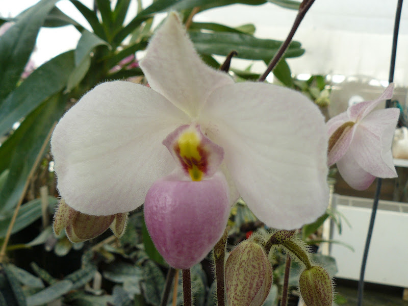 Paphiopedilum delenatii P1030091