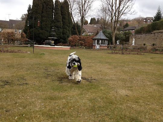 Charlie Brown, American cocker spaniel, back at the nook
