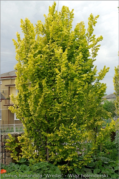 Ulmus hollandica 'Wredei' habit - Wiąz holenderski pokrój