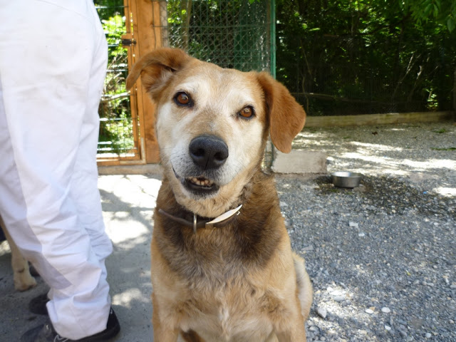 LENA - x berger 12 ans (4 ans de refuge) Chenil Refuge de Digne (04) LENA%2013%20JUIN%202011