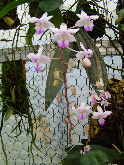 Phalaenopsis lindenii DSC00055