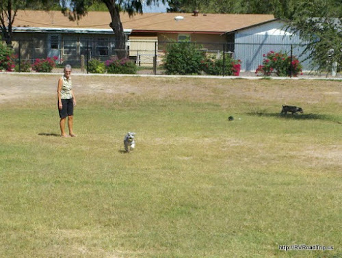 Scooter at the dog park.