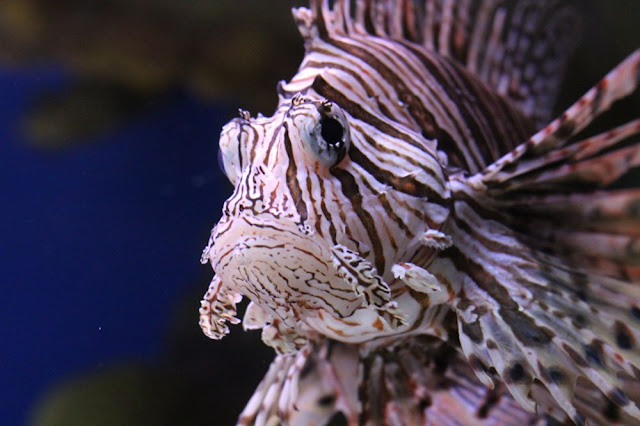 a black-and-white striped fish