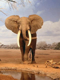 Afrički slon download besplatne animacije za mobitele