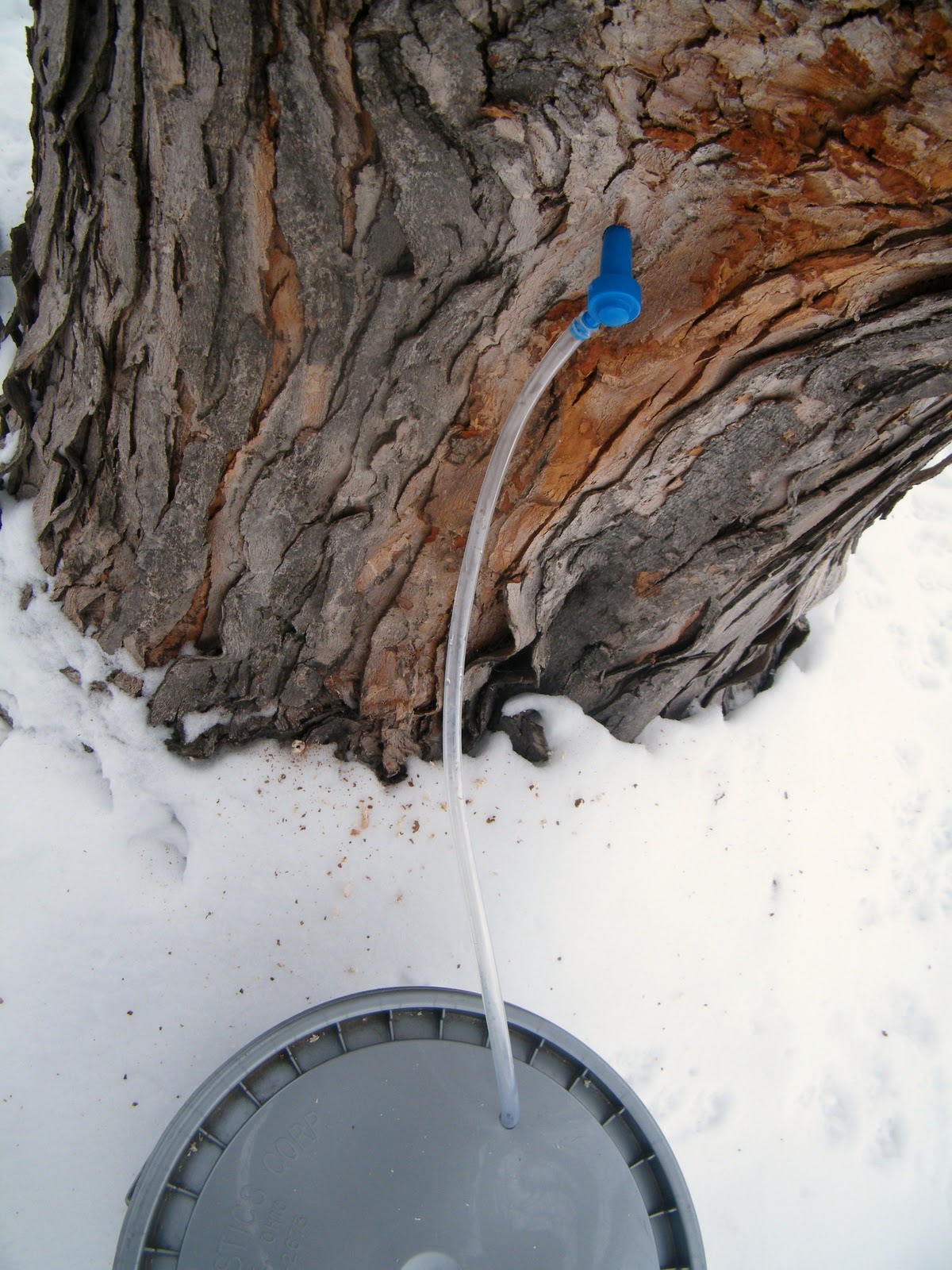 How To Make Maple Syrup in Your Own Backyard Part 1:Tapping a Tree