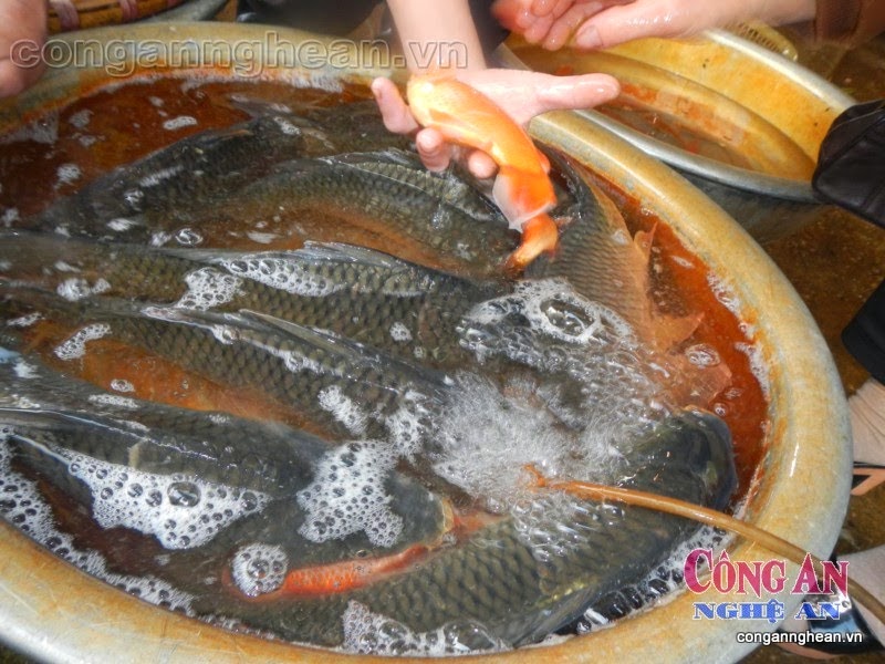 Cá được nhập về từ các vùng như huyện Diễn Châu, Quỳnh Lưu...