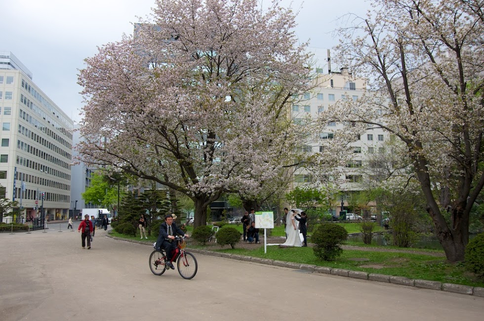 庭内で咲き誇る桜