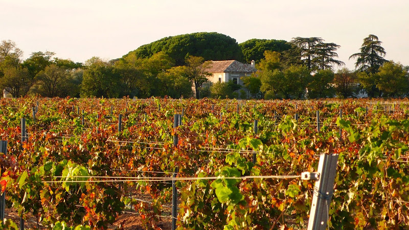 Hauptbild von TINEDO Bodega y Viñedo / Winery and Vineyard
