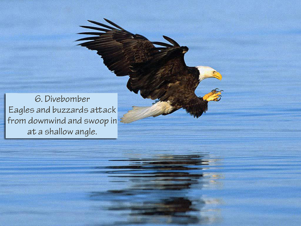 Eagles and buzzards attack from downwind.