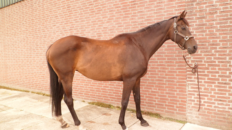 voor paard met hoge • Bokt.nl