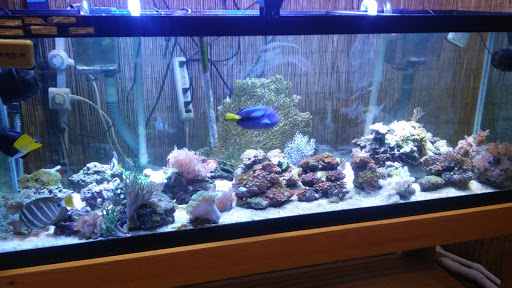 Tropical Fish Store «J P Success, Inc.», reviews and photos, 222 S Memorial Dr, Lancaster, OH 43130, USA