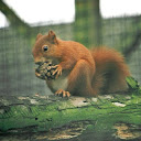 red squirrel's user avatar