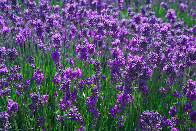 Lavender