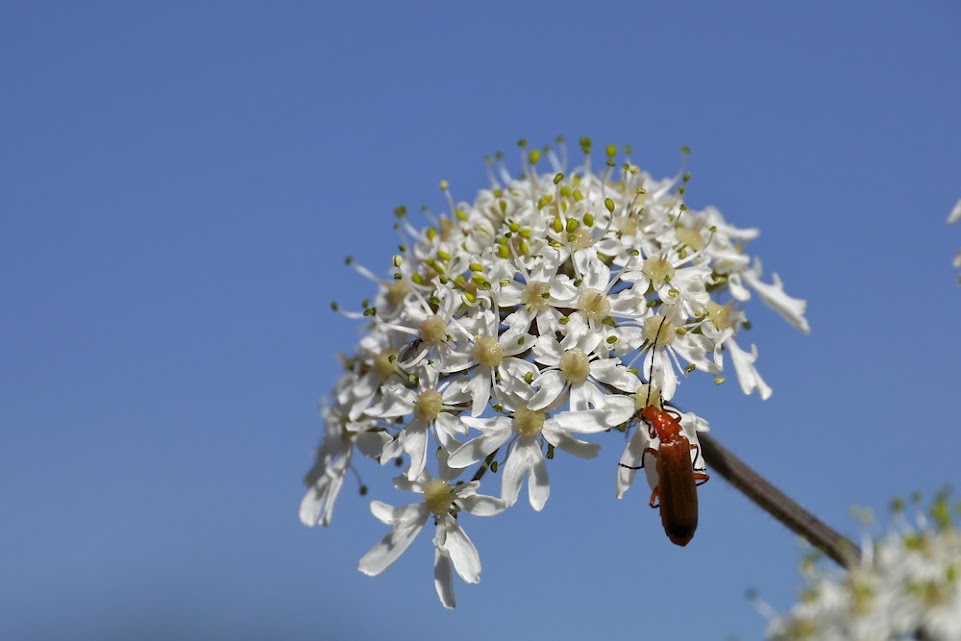 Petite série Macro avec des bestioles (Lumix GX1) _1010945