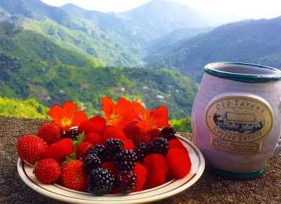 Photos of Old Tavern Coffee Estate