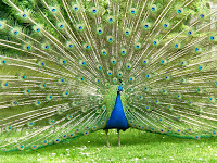 தேசிய பறவை (National Birds) Peacock-baby