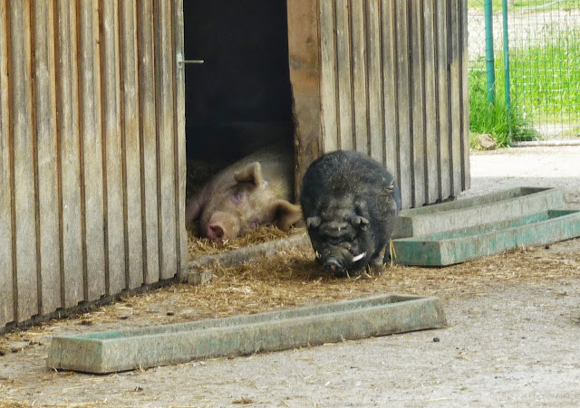 Hängebauchschwein