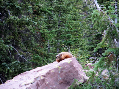 The first marmot I'd ever seen