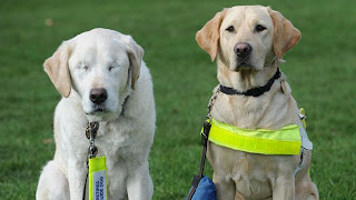 Labrador precisa do seu próprio cão-guia após perder os olhos Cachorro
