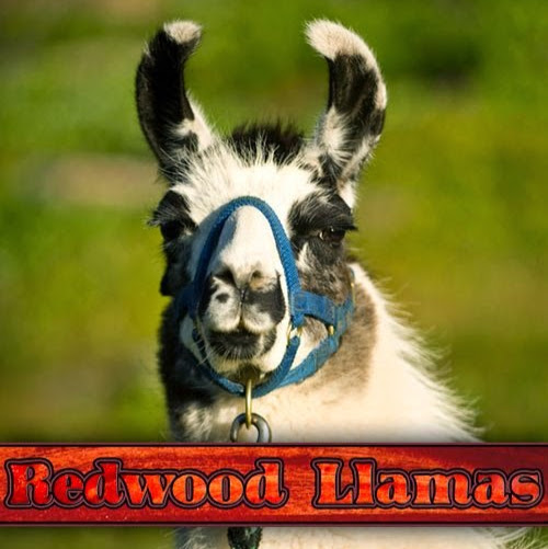 Redwood Llamas