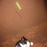 Kitten with crazy caterpillar