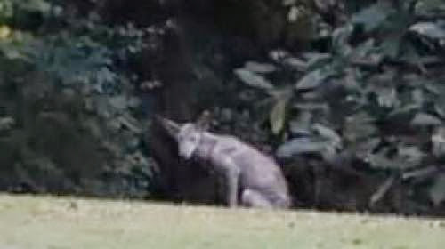 Chupacabra Sighted In Mississippi