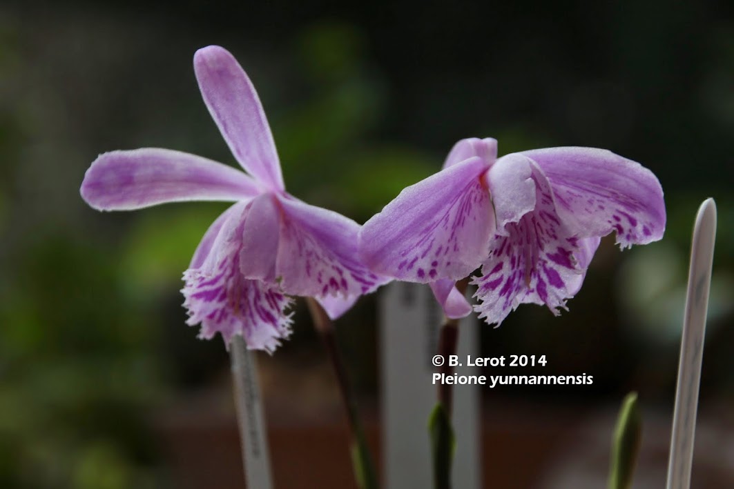 Pleione yunnanensis IMG_9422