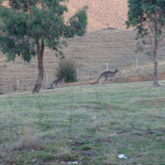 Some kangaroos