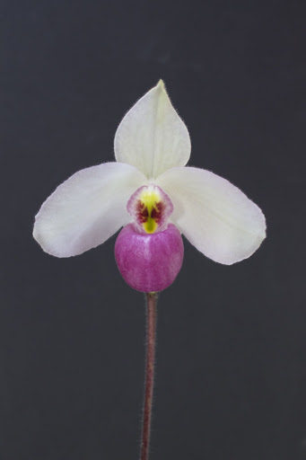 Paphiopedilum delenatii IMG_1488