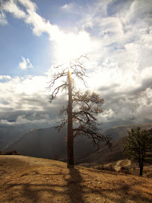 Tree along the ridge we traversed to get to the northern rock formation
