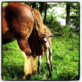 Cramick: grosse bretonne X tachu des prés ça donne ... 181318_3608435962304_1015832740_3268302_2002565975_n