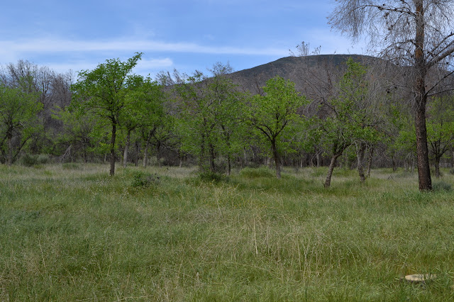 evenly spaced short trees