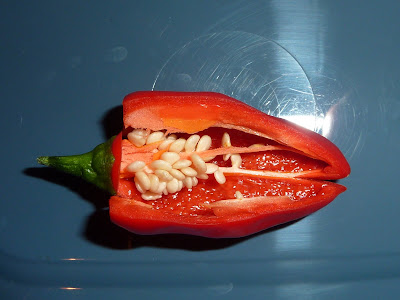 P1000849.JPG