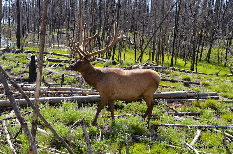 yellowstone