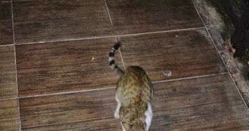 Hungry Cat In Fujairah Hilton