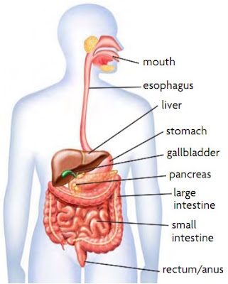 Organ Pencernaan Pada Sistem Pencernaan Manusia