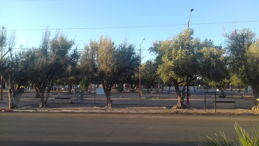 Plaza de los Olivos, Calle 10, Industrial, 83640 Caborca, Son., México, Parque | SON