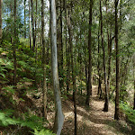 Pleasent forest on the Bumble Hill Dray track (367454)