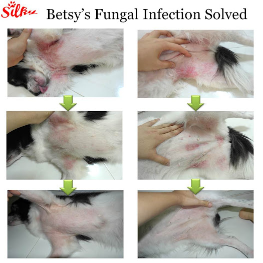 dog skin problem that is fungal infection is solved with silky shampoo