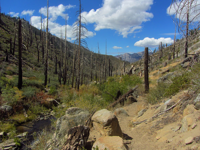 a forest of standing dead trees by the creek