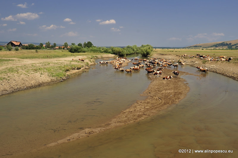 Alin Popescu Photography