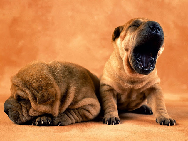 Dog Wallpapers Dog Wallpapers