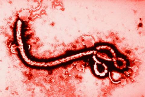 10 Verdades sobre el virus del Ébola