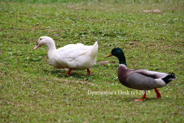 Ducks walking on grass