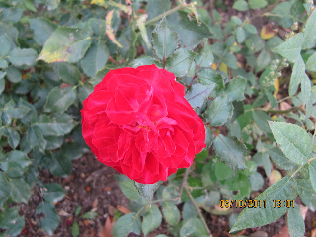 Розы отечественной селекции - Страница 14 - Форум садоводов Твой Сад