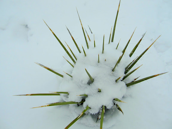 Snow-covered yucca