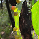 Leaf with growths (74019)