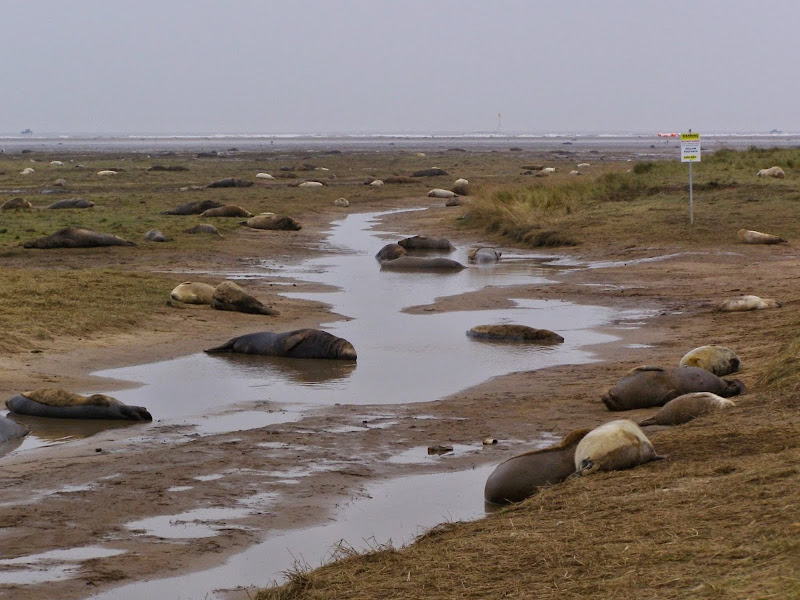 fok078 - Rezerwat Donna Nook - uśmiech foki